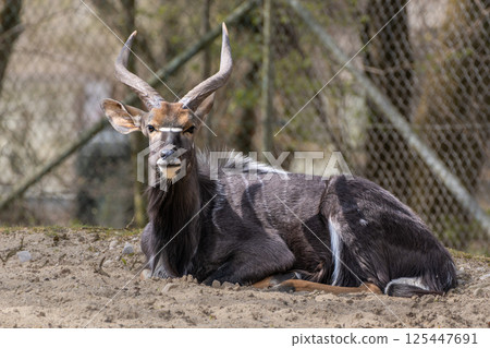Nyala Antelope - Tragelaphus angasii. Wild life animal. 125447691