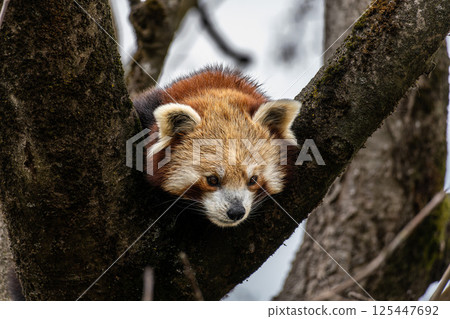 The red panda, Ailurus fulgens, also called the lesser panda. The red panda, Ailurus fulgens, also called the lesser panda. 125447692