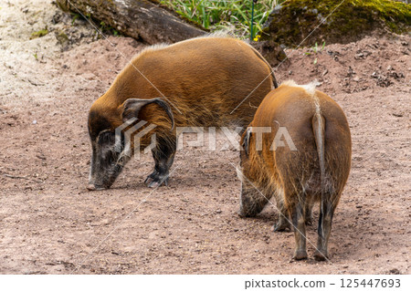 Red river hog, Potamochoerus porcus, also known as the bush pig. 125447693