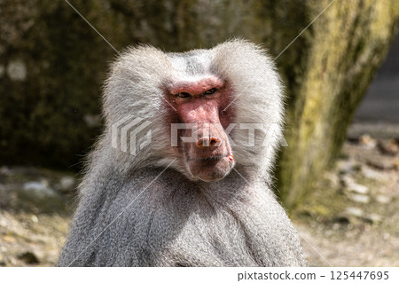 The hamadryas baboon, Papio hamadryas is a species of baboon 125447695