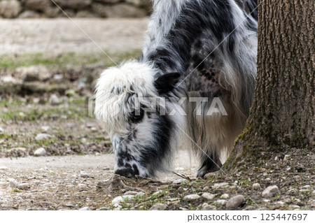 The domestic Yak, Bos mutus grunniens in a park 125447697