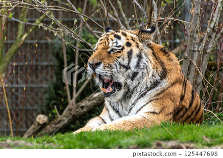 The Siberian tiger,Panthera tigris altaica in a park The Siberian tiger,Panthera tigris altaica in a park 125447698