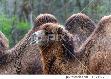Bactrian camel, Camelus bactrianus in a german park 125447702