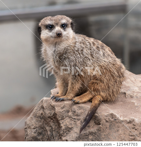Meerkat, Suricata suricatta sitting on a stone and looking into the distance 125447703