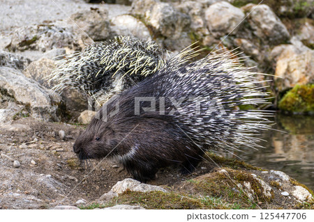 Indian crested Porcupine, Hystrix indica in a german nature park 125447706