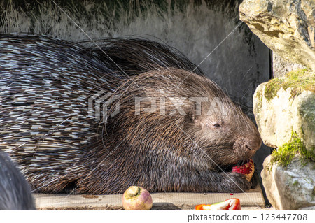 Indian crested Porcupine, Hystrix indica in a german nature park Indian crested Porcupine, Hystrix indica in a german nature park 125447708