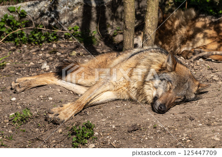 European Grey Wolf, Canis lupus in a german park 125447709