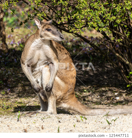 The agile wallaby, Macropus agilis also known as the sandy wallaby 125447711