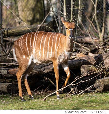Nyala Antelope - Tragelaphus angasii. Wild life animal. 125447712