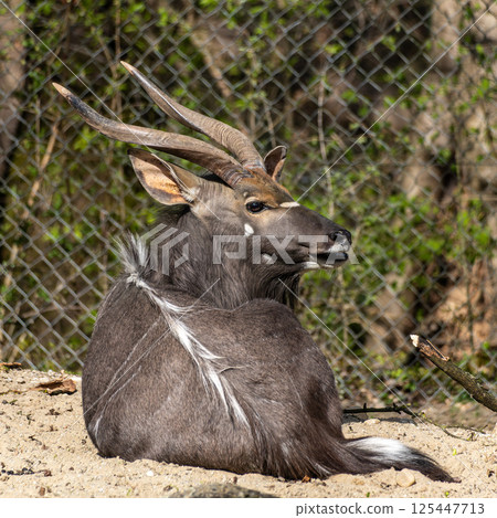 Nyala Antelope - Tragelaphus angasii. Wild life animal. Nyala Antelope - Tragelaphus angasii. Wild life animal. 125447713