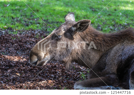 European Moose, Alces alces, also known as the elk 125447716