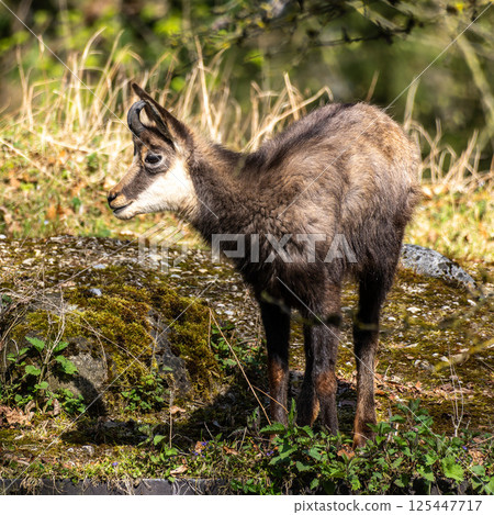 Apennine chamois, Rupicapra pyrenaica ornata, is living in Italy and Spain Apennine chamois, Rupicapra pyrenaica ornata, is living in Italy and Spain 125447717
