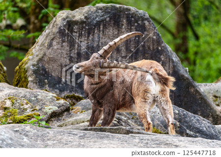 Male mountain ibex or capra ibex on a rock living in the European alps Male mountain ibex or capra ibex on a rock living in the European alps 125447718