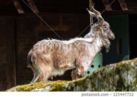 Turkmenian markhor, Capra falconeri heptneri living on the rocks 125447722