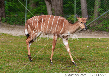 Nyala Antelope - Tragelaphus angasii. Wild life animal. 125447723