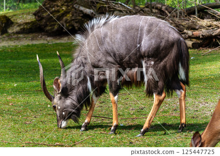 Nyala Antelope - Tragelaphus angasii. Wild life animal. Nyala Antelope - Tragelaphus angasii. Wild life animal. 125447725