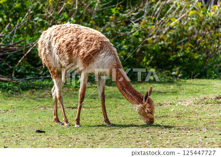 Vicunas, Vicugna Vicugna, relatives of the llama in a German park 125447727