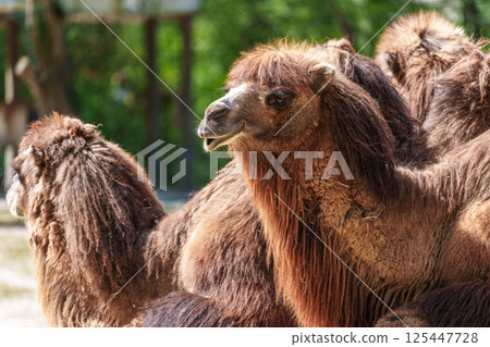 Bactrian camel, Camelus bactrianus in a german park Bactrian camel, Camelus bactrianus in a german park 125447728