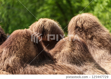 Bactrian camel, Camelus bactrianus in a german park Bactrian camel, Camelus bactrianus in a german park 125447729