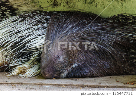 Indian crested Porcupine, Hystrix indica in a german nature park Indian crested Porcupine, Hystrix indica in a german nature park 125447731