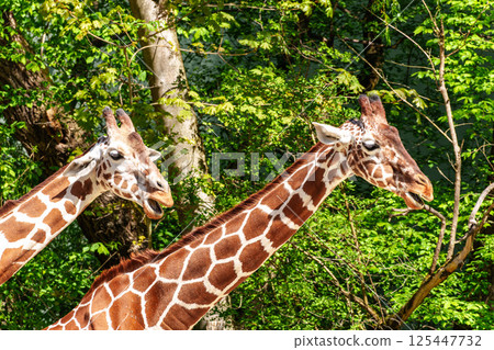 The giraffe, Giraffa camelopardalis is an African mammal The giraffe, Giraffa camelopardalis is an African mammal 125447732