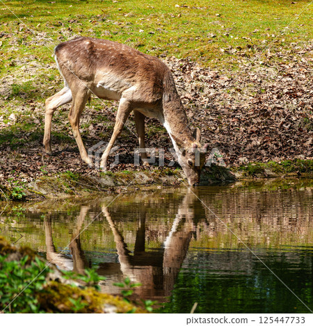 The fallow deer, Dama mesopotamica is a ruminant mammal The fallow deer, Dama mesopotamica is a ruminant mammal 125447733