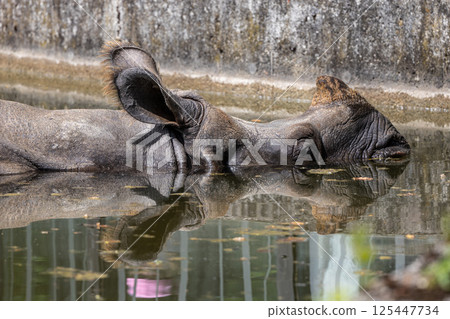 The Indian Rhinoceros, Rhinoceros unicornis aka Greater One-horned Rhinoceros The Indian Rhinoceros, Rhinoceros unicornis aka Greater One-horned Rhinoceros 125447734