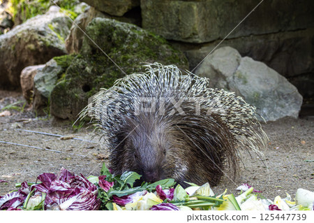 Indian crested Porcupine, Hystrix indica in a german nature park Indian crested Porcupine, Hystrix indica in a german nature park 125447739
