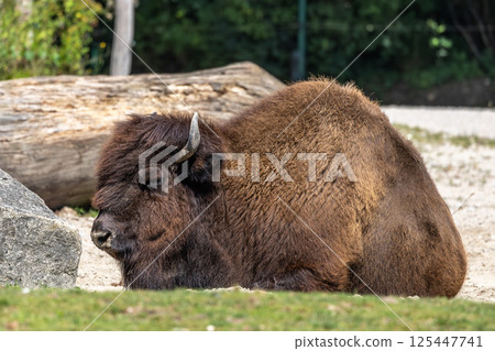 American buffalo known as bison, Bos bison in a german park American buffalo known as bison, Bos bison in a german park 125447741