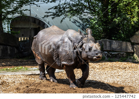 The Indian Rhinoceros, Rhinoceros unicornis aka Greater One-horned Rhinoceros The Indian Rhinoceros, Rhinoceros unicornis aka Greater One-horned Rhinoceros 125447742