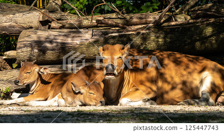 Family of Banteng, Bos javanicus or Red Bull is a type of wild cattle. Family of Banteng, Bos javanicus or Red Bull is a type of wild cattle. 125447743
