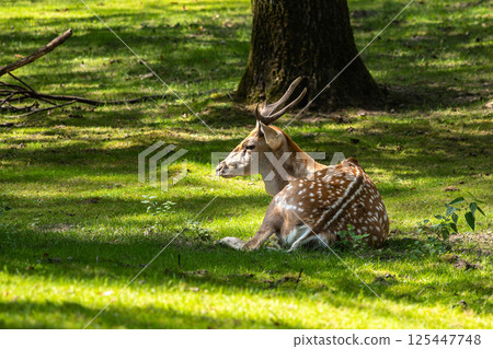 The fallow deer, Dama mesopotamica is a ruminant mammal 125447748