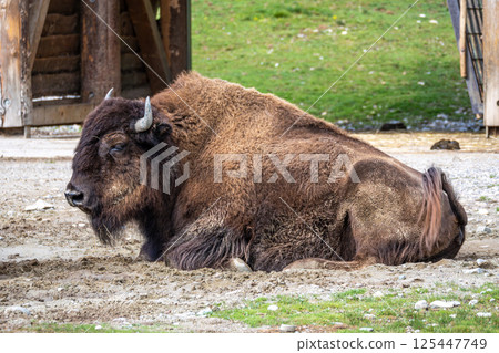 American buffalo known as bison, Bos bison in a german park 125447749