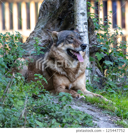 European Grey Wolf, Canis lupus in a german park 125447752