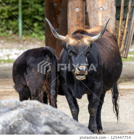 Heck cattle, Bos primigenius taurus or aurochs in a German park Heck cattle, Bos primigenius taurus or aurochs in a German park 125447754