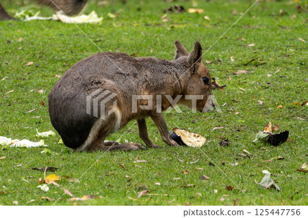 Patagonian Mara, Dolichotis patagonum are large relatives of guinea pigs 125447756