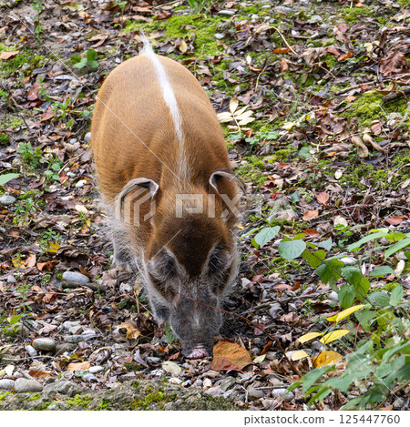Red river hog, Potamochoerus porcus, also known as the bush pig. 125447760