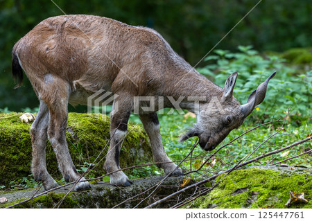 Turkmenian markhor, Capra falconeri heptneri living on the rocks 125447761