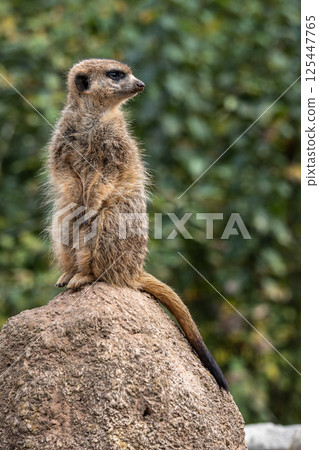 Meerkat, Suricata suricatta sitting on a stone and looking into the distance 125447765