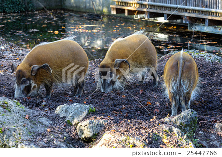 Red river hog, Potamochoerus porcus, also known as the bush pig. Red river hog, Potamochoerus porcus, also known as the bush pig. 125447766