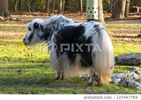The domestic Yak, Bos mutus grunniens in a park The domestic Yak, Bos mutus grunniens in a park 125447769