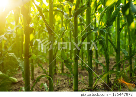 Sustainable corn farming with natural sunlight and healthy soil Sustainable corn farming with natural sunlight and healthy soil 125447972