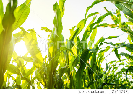 Corn leaves glowing in sunlight on agricultural field Corn leaves glowing in sunlight on agricultural field 125447973