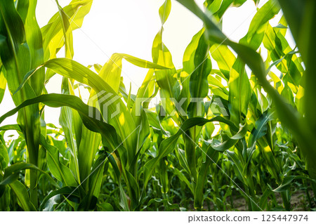 Vegetative stage of corn plants under bright sky Vegetative stage of corn plants under bright sky 125447974