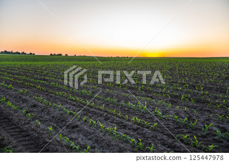 Even rows of corn seedlings at sunset on fertile farmland 125447978