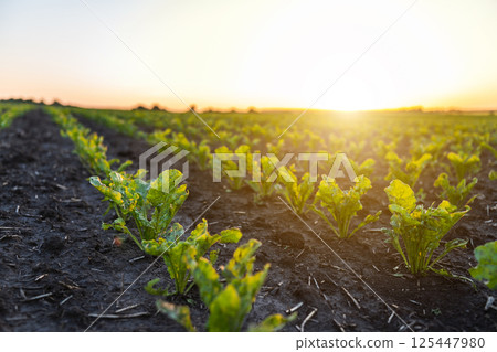 Green sprouts of sugar beet in fertile soil close-up 125447980
