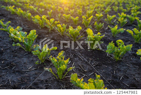 Close-up of green beetroot plants at golden hour 125447981