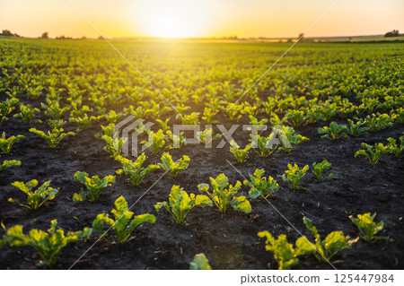 Young sugar beet plants growing in fertile soil at sunset 125447984