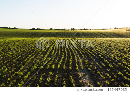Agricultural landscape with young soybeans growing in lines under the morning sun 125447985