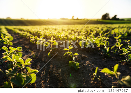 Close-up of a soybean field during golden hour. Young plants sprouting from dark soil. 125447987